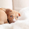 Mika pittie princess puppy - Image 2