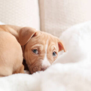 5 Adorable Reasons to Rescue a Rescue Pitbull Puppy – Mika