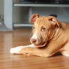 Mika pittie princess puppy - Image 3