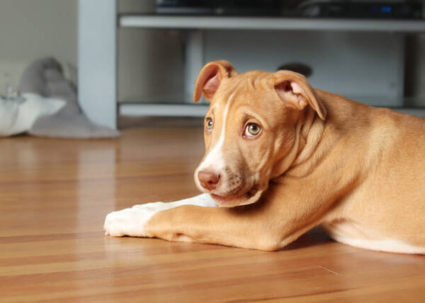 Mika pittie princess puppy