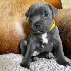 5 Sweet Reasons to Adopt a Pitbull Puppy – Max