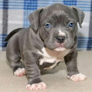 Diesel
