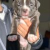 Diesel - Image 6