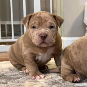Tank for sale