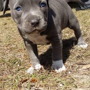5 Adorable Reasons to Rescue a Rescue Pitbull Puppy – Mika