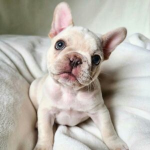 Mike the French Bulldog