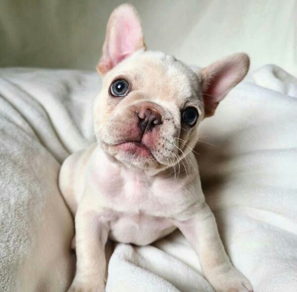 Mike the French Bulldog