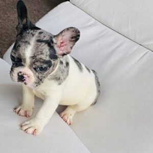 Charlie the French Bulldog