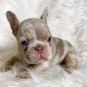 Bailey the French Bulldog
