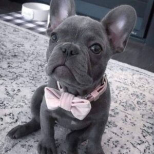Luna the French Bull Puppy