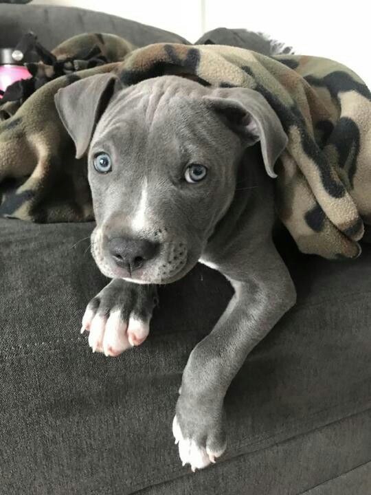 pitbull rescue chicago
