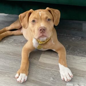 Pitbull Rescue Illinois-Adopt 10-Week-Old Puppy