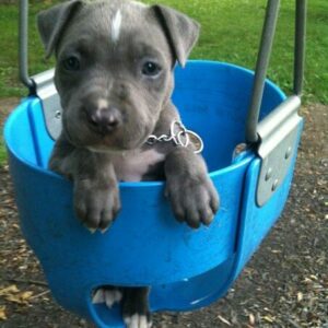 7 Top Pitbull Rescue NY Long Island – Adopt a Loving Pit Bull Today