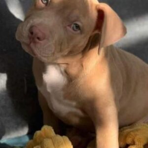 Pitbull Rescue New Orleans Louisiana: 10 Tips for Finding Your Perfect Dog