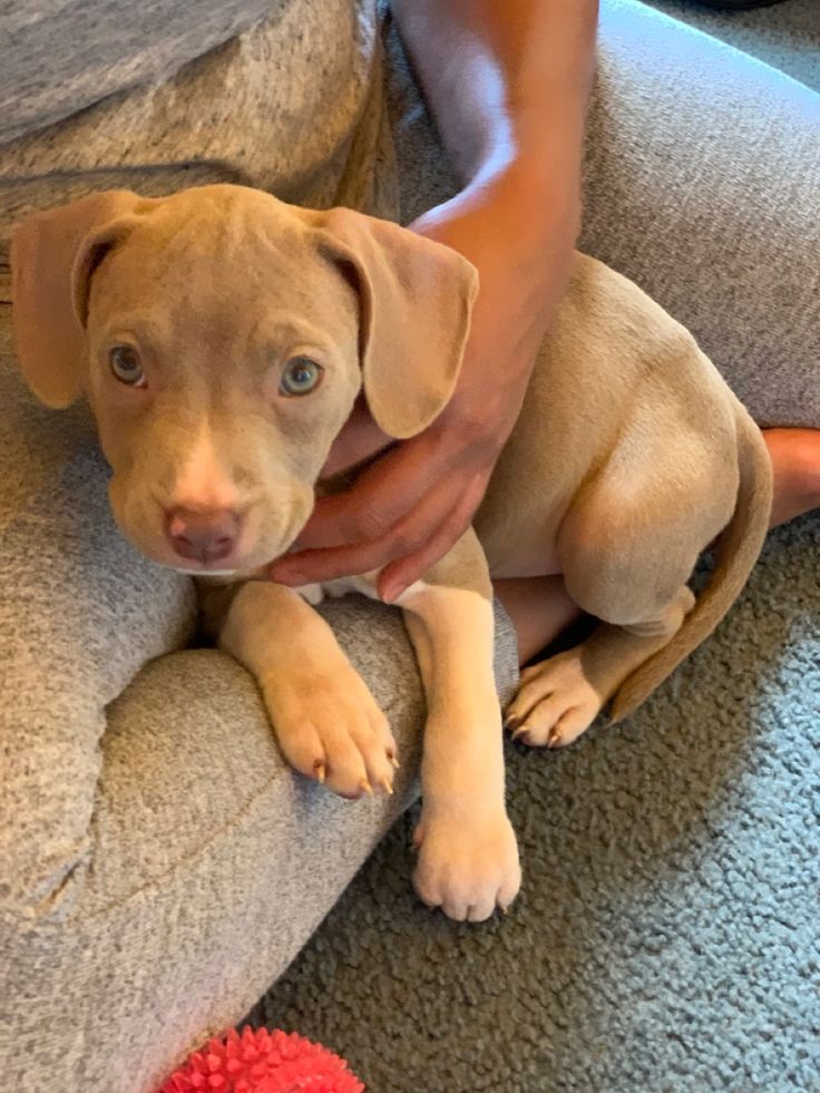 pitbull rescue Jacksonville Florida