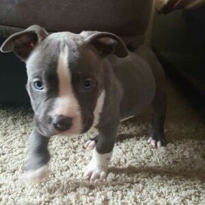 7 Pitbull Rescue El Paso: Adopt Your New Best Friend Today