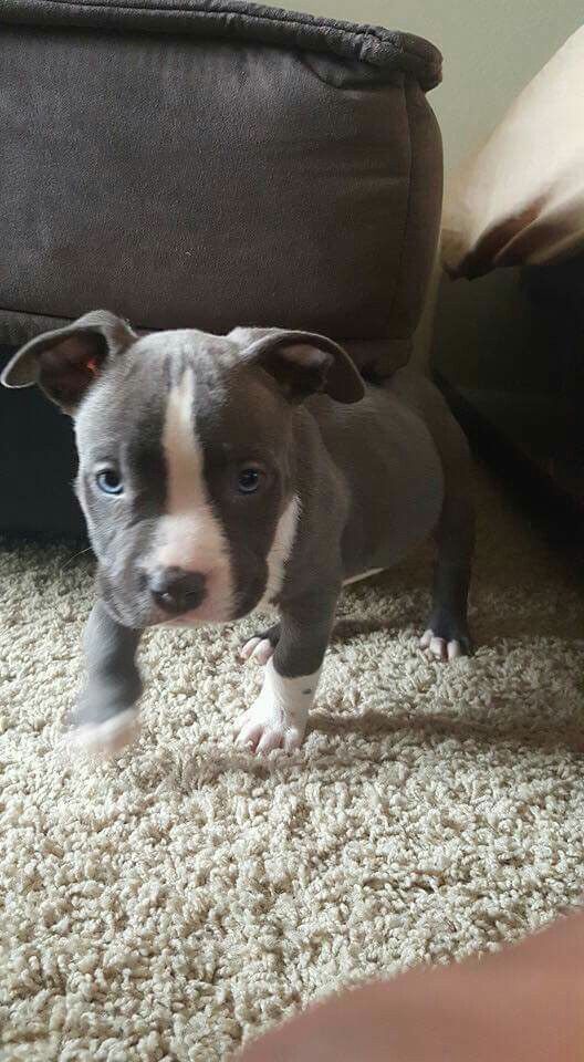 pitbull rescue El Paso