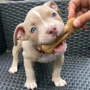 5 Reasons to Choose Pitbull Puppies for Adoption Florida – Find Your Perfect Puppy