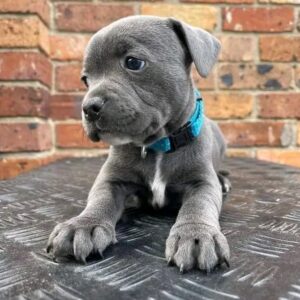 7 Reasons to Adopt Pitbull Puppies for Adoption NY – Bring Joy Home Today