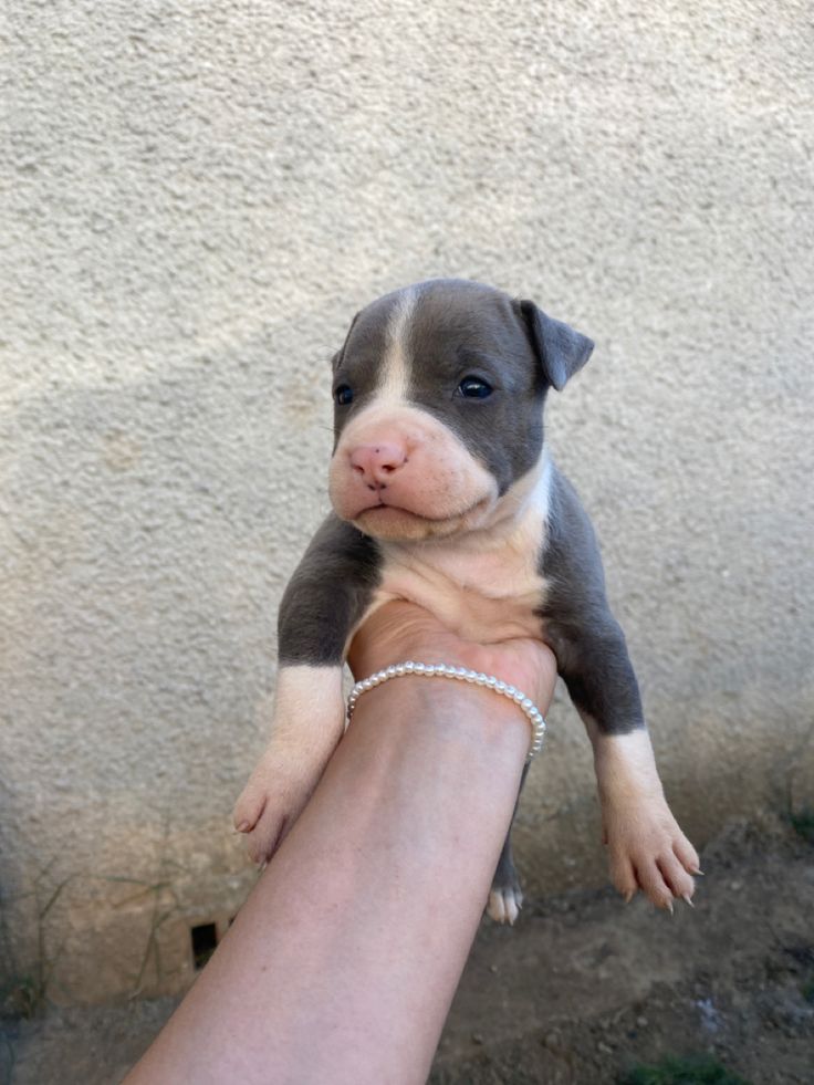 pitbull rescue in new mexico