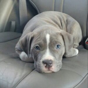 7 Pitbull Rescue in MD: Find Your Perfect Puppy Today