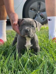 Read more about the article 7 Amazing Benefits of Pitbull Puppies for Adoption That Families Love