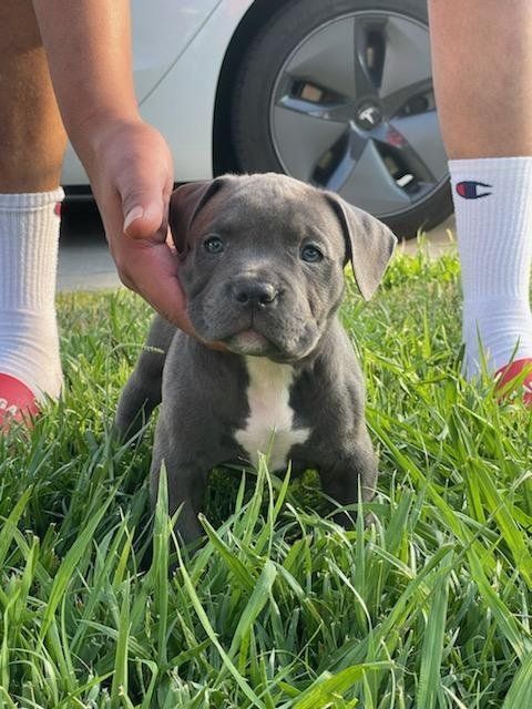 Read more about the article 7 Amazing Benefits of Pitbull Puppies for Adoption That Families Love