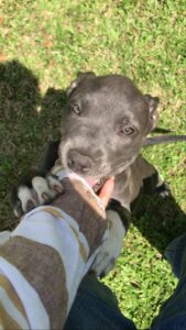 Read more about the article 12 Best Tips for Adopting a Pitbull Puppy and Creating a Loving Home