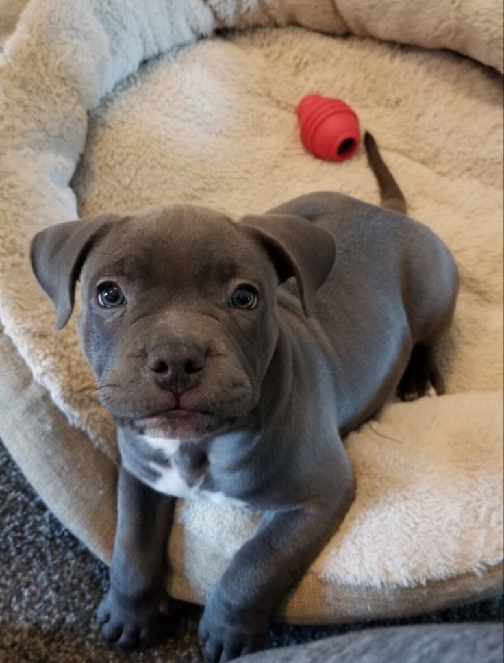pitbull puppies for adoption in alabama