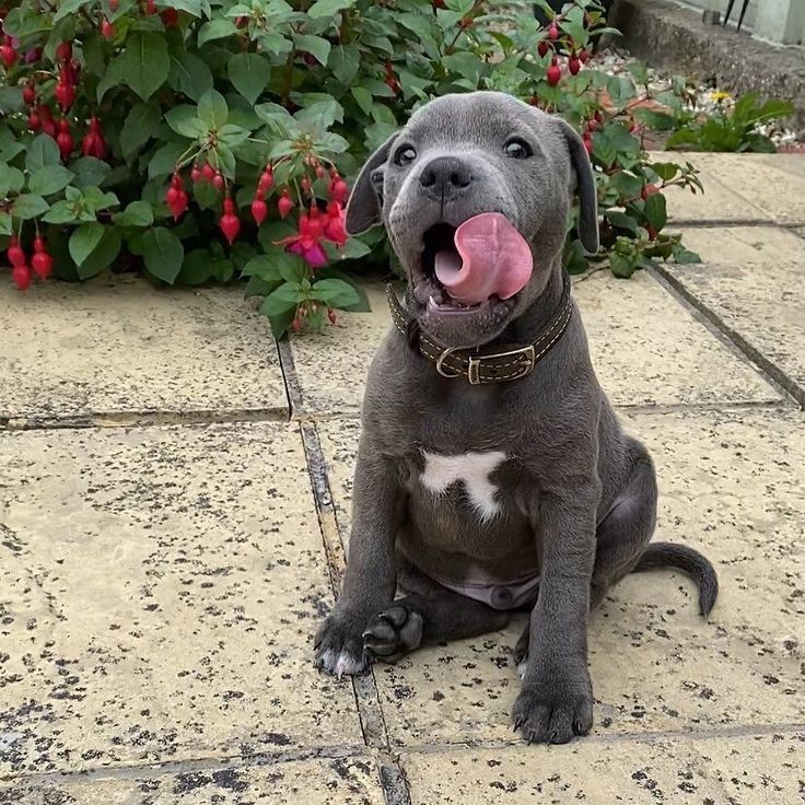 pitbull puppies for adoption ma