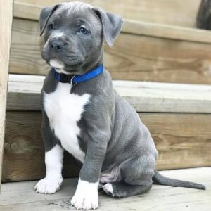 5 Amazing Reasons to Adopt Pitbull Puppies for Adoption in Nevada – Give a Loving Puppy a Forever Home in Nevada