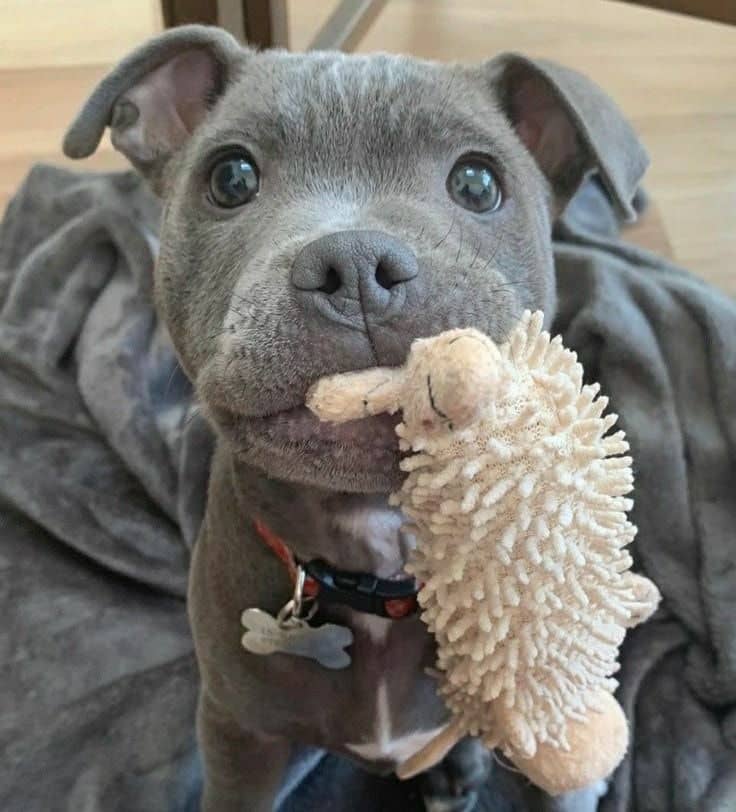 pitbull puppies for adoption in Texas