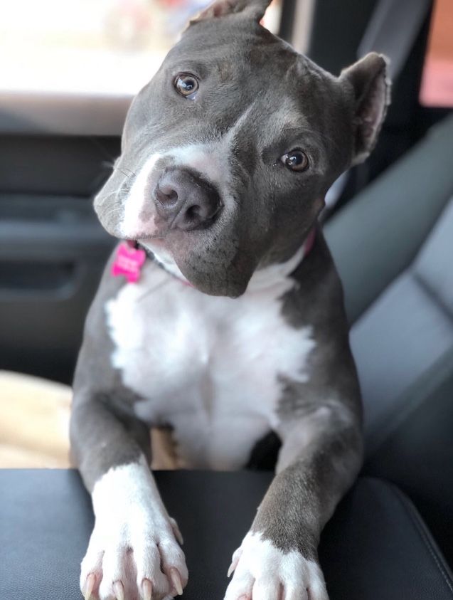 pitbull puppies for adoption in Illinois
