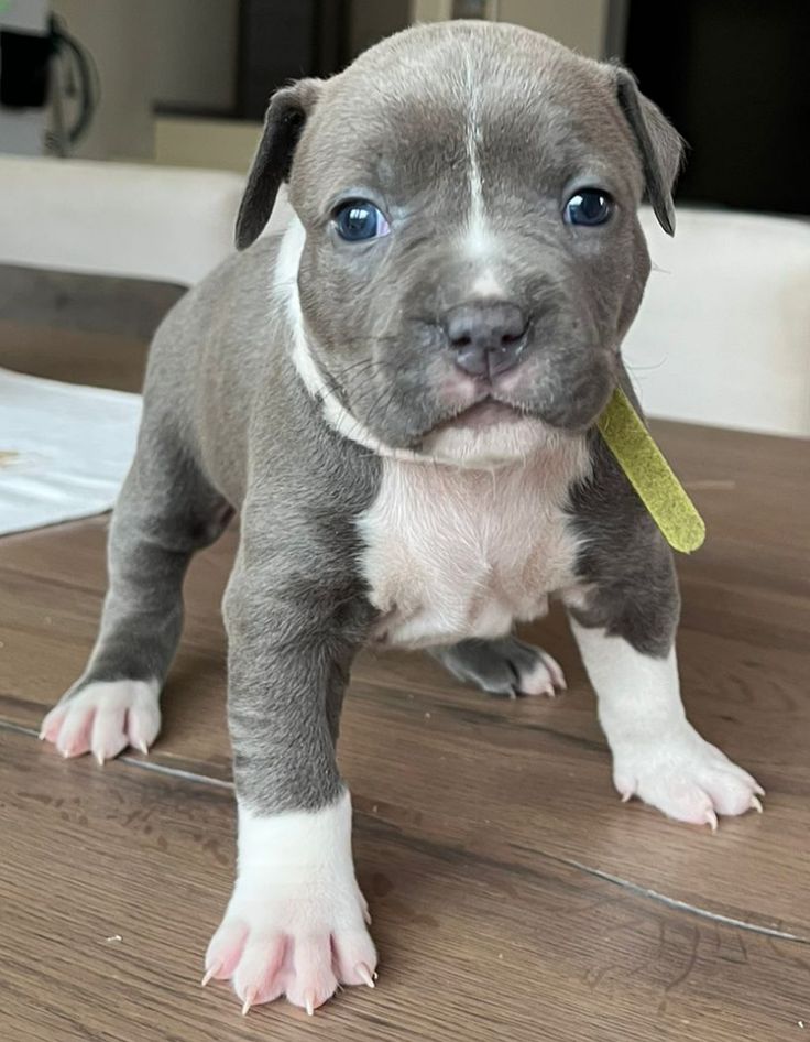 pitbull puppies for adoption in los angeles