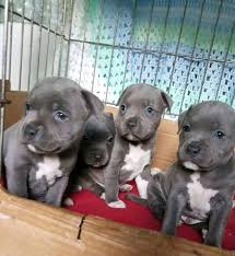 Read more about the article 9 Proven Steps on How to Adopt a Pitbull Puppy Safely and Responsibly
