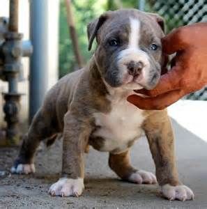 7 Loving Reasons to Choose Pitbull Puppies for Adoption in Arizona