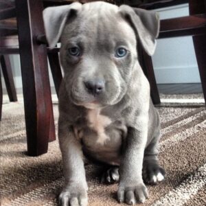 2026 Pitbull Rescue Colorado – Adopt a Healthy, Loving Puppy Today