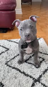 5 Reasons to Adopt Pitbull Puppies for Adoption Las Vegas – Find Your Loyal Companion
