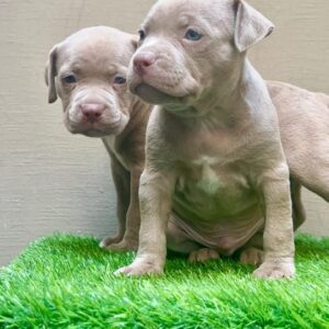 7 Trusted Pitbull Rescue Near Me Options You Can Adopt Today