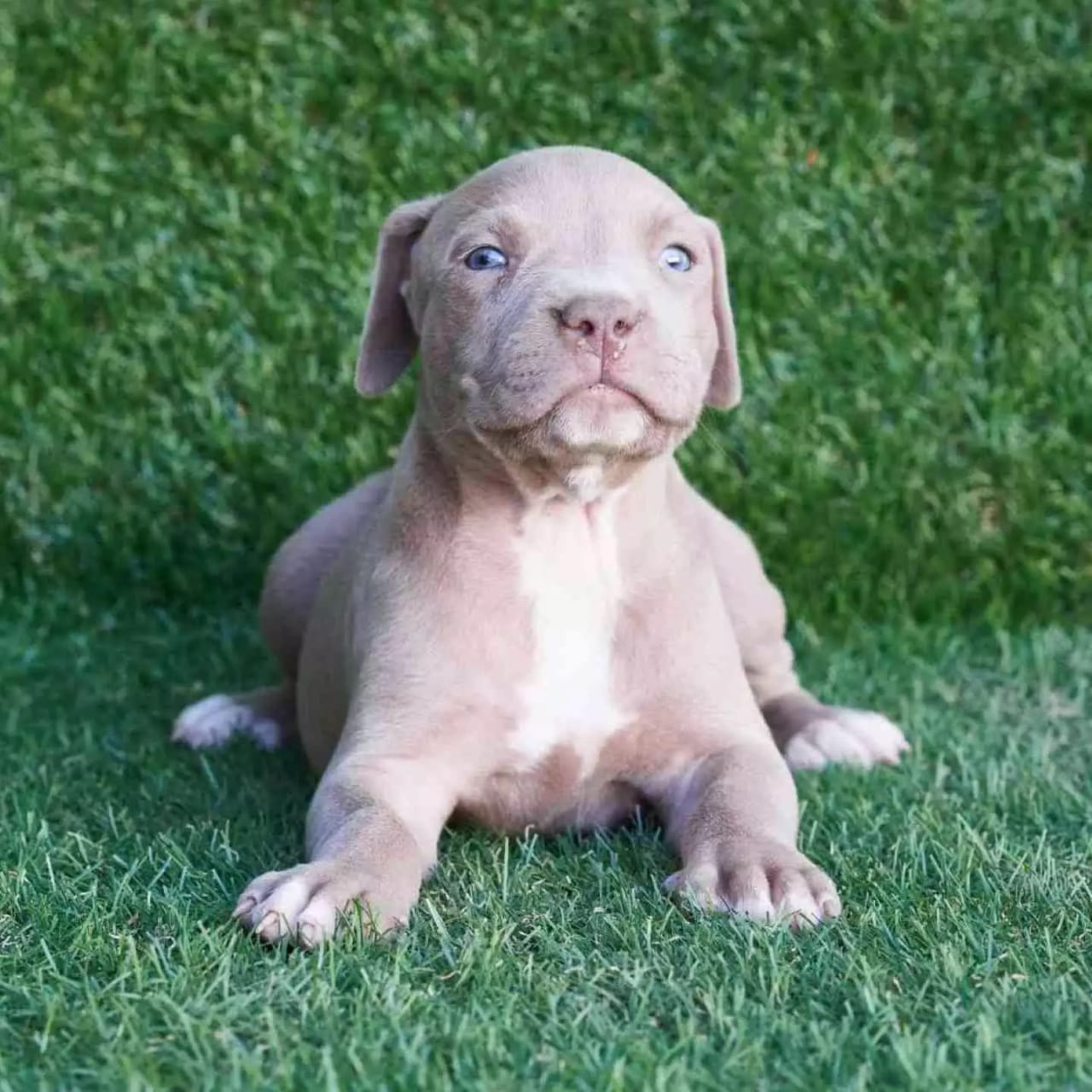 pitbull puppies for adoption nj