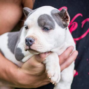 5 Amazing Reasons to Adopt Pitbull Puppies for Adoption in Pennsylvania – Find Your Loving Puppy in Pennsylvania