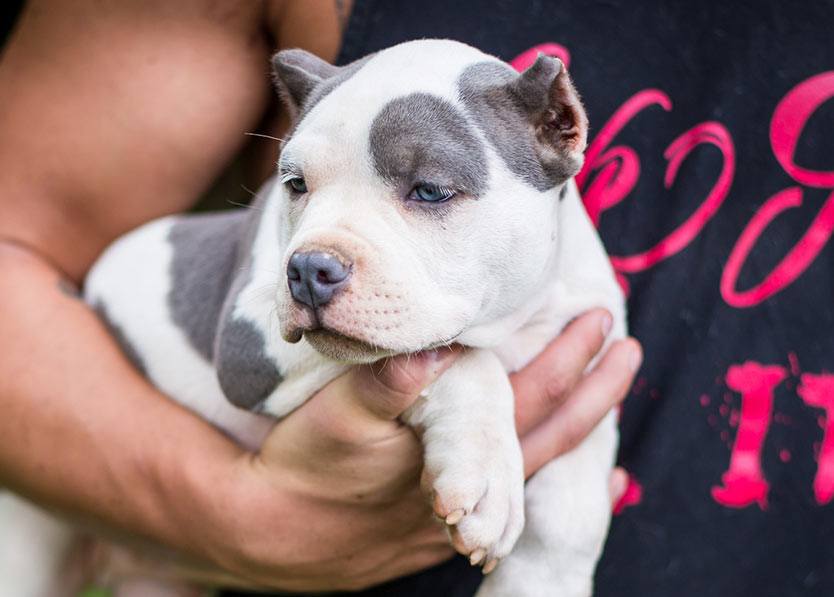 pitbull puppies for adoption in Pennsylvania