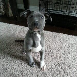 Pitbull Rescue Houston: 7 Tips to Adopt a Healthy Puppy