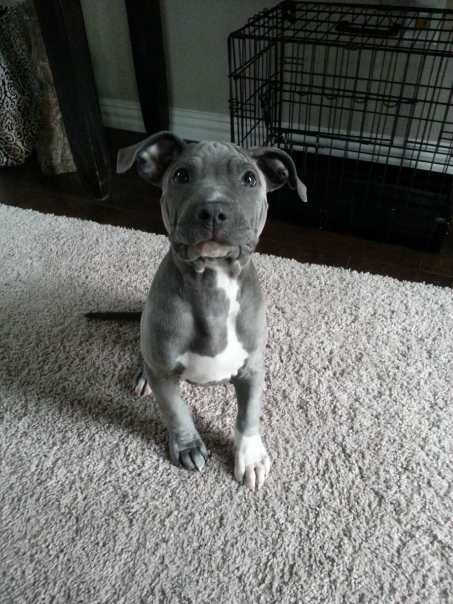 pitbull rescue Houston