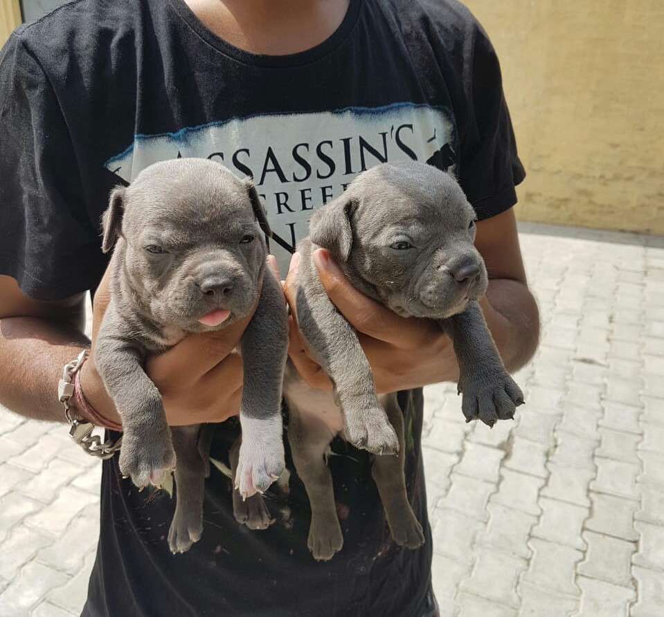 Read more about the article 10 Essential Steps on How to Adopt a Pitbull Puppy – Safe & Responsible Guide