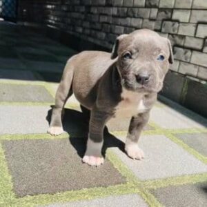 5 Reasons to Adopt Pitbull Puppies for Adoption Colorado – Give a Puppy a Loving Home