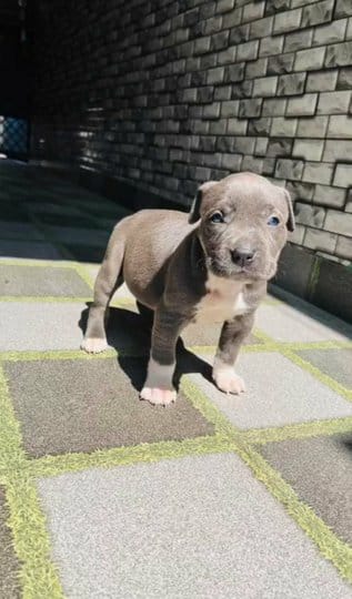 pitbull puppies for adoption colorado