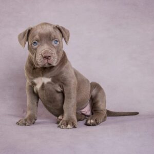 7 Tips to Adopt a Pitbull Rescue Arizona – Healthy Puppies Await