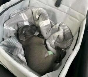 Read more about the article Where to Find Pitbull Puppies for Sale – Top 10 Trusted Sources