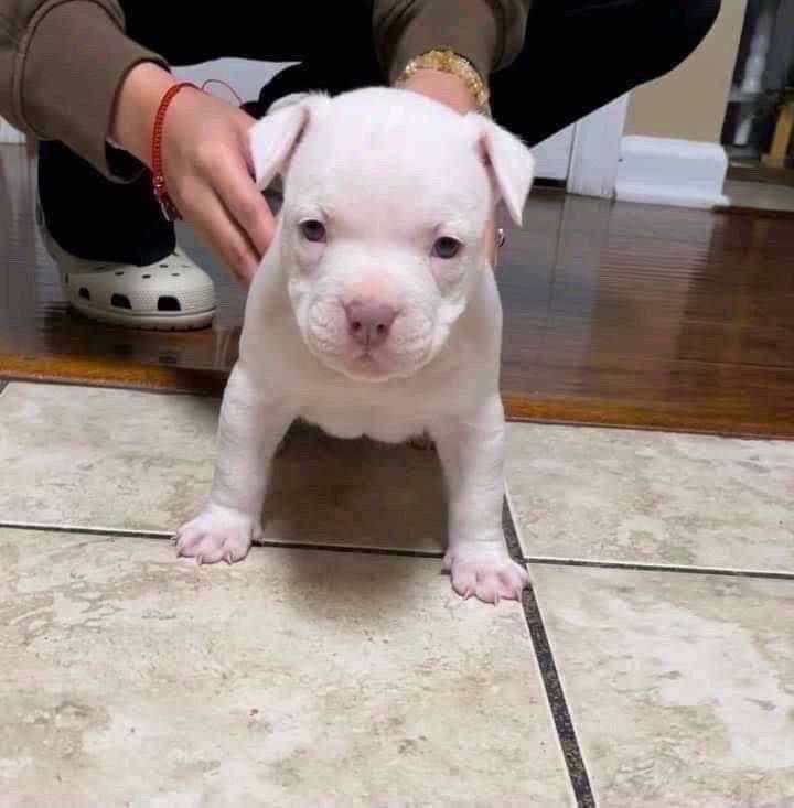 pitbull puppy for sale in Texas